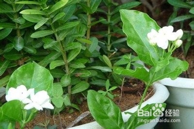 茉莉花地日常养护