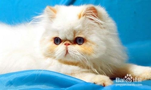 猫咪蠕形螨怎么办 百度经验 猫咪蠕形螨怎么办 百度经验