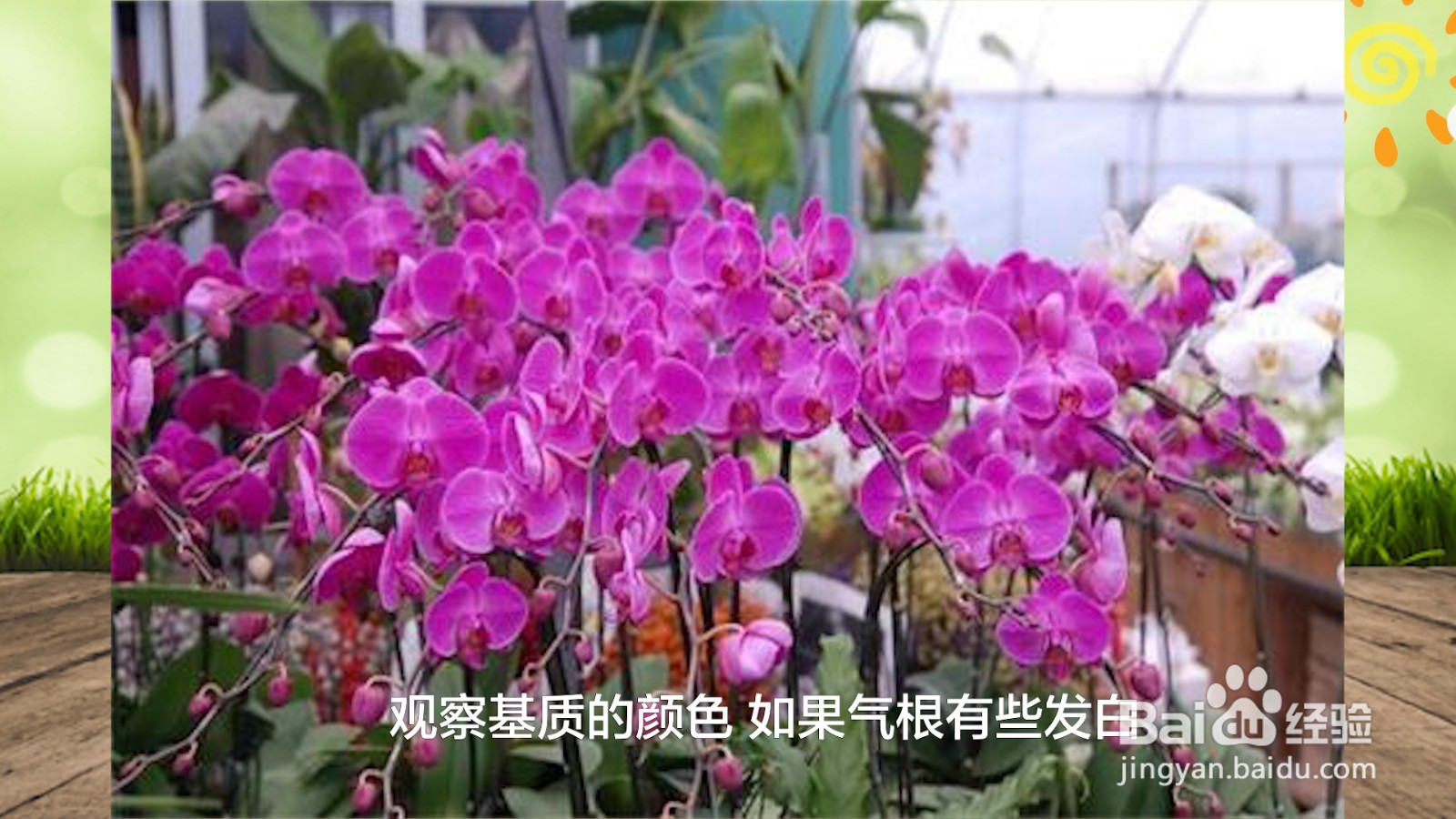 蝴蝶兰浇水的正确方法