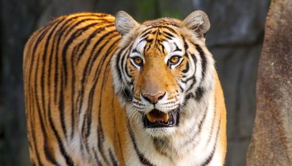 独自猜测四七码一九做伴今时现历史四六不合三八五动三天已定怎么解