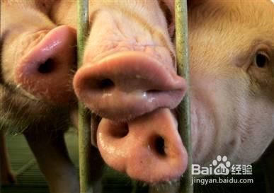 自然界智商最高的10大动物