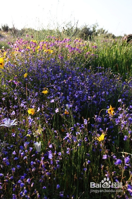 [转载]南非之旅3：纳玛夸兰（Namaqualand）花海