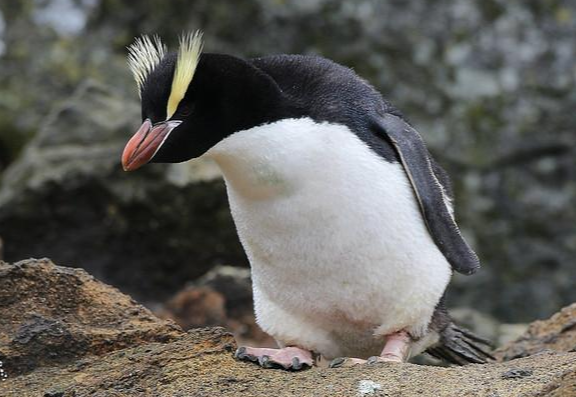 毛茸茸的企鹅是什么种类