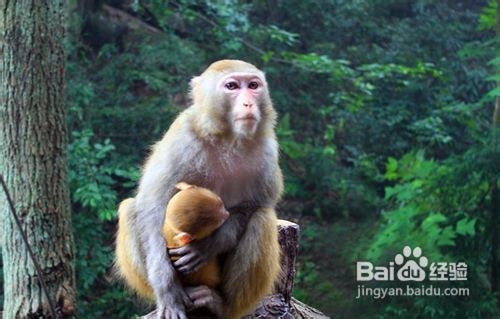 张家界旅游注意事项