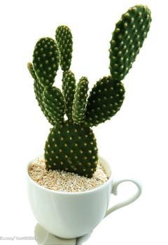 教您如何消除新房装修后的异味