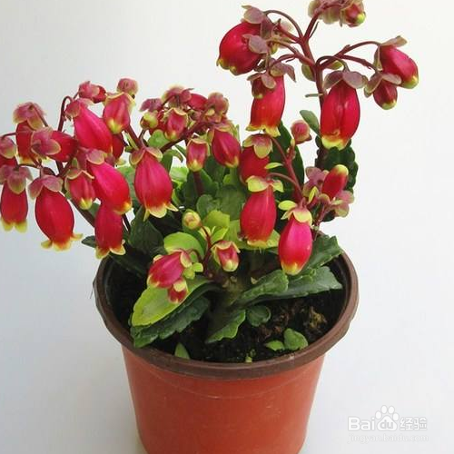 宫灯长寿的培育方法和注意事项