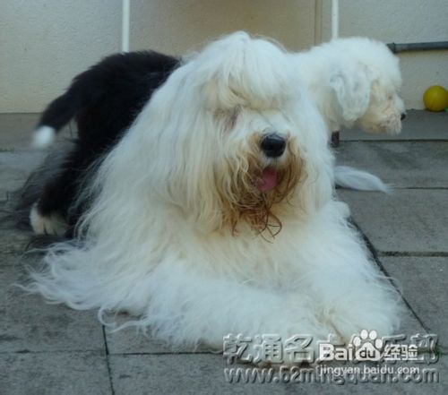 古代牧羊犬好养吗？