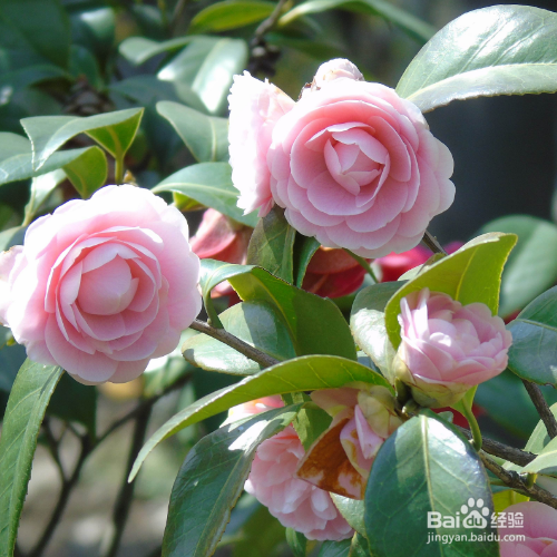 茶花叶子黄了怎么办？