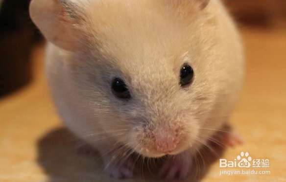 怎么和仓鼠培养感情