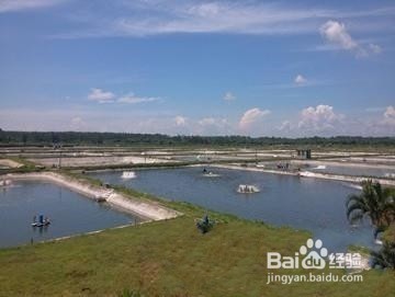 改进养虾措施与管理方式