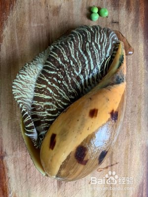 教你做超容易活杀椰子螺