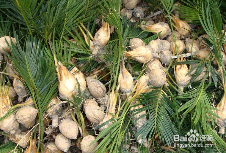 铁树籽怎么种植