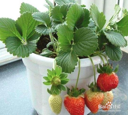 花盆草莓怎样在家养殖