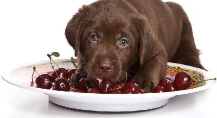 狗狗能吃樱桃不