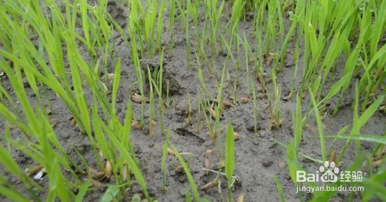 水稻立枯病的症状原因及防治方法