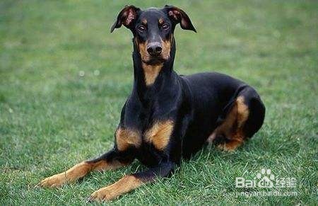 如何训练狗狗回应名字