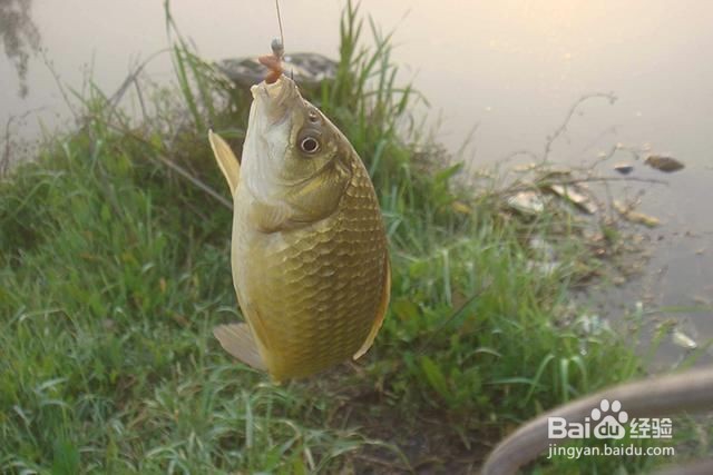 钓鲫鱼的选位方法