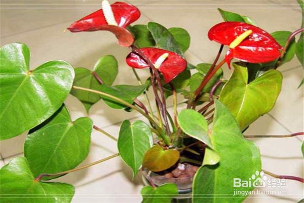 红掌的养殖方法和注意事项都有什么?