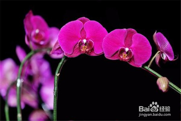 蝴蝶兰的养殖方法和注意事项都有什么？