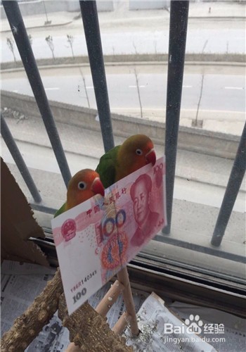 手养虎皮或牡丹鹦鹉怎么相处可以尽快上手