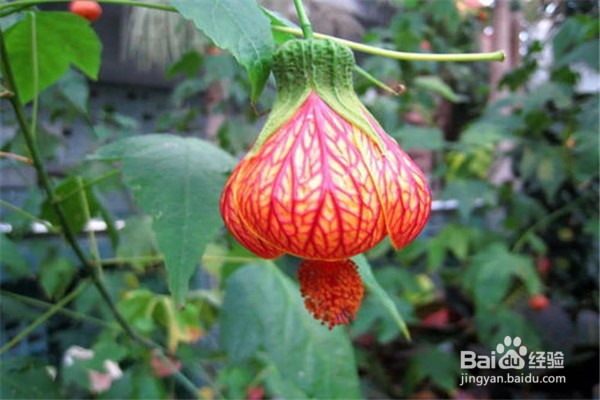 倒挂金钟的养殖方法和注意事项有什么?