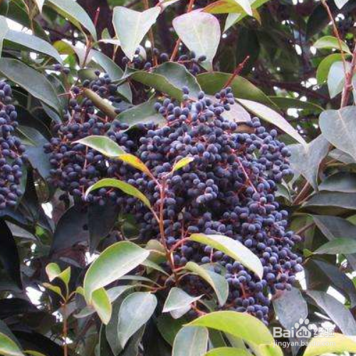 女贞子的培育方法和注意事项