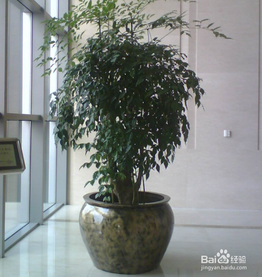 根少的幸福树怎么办