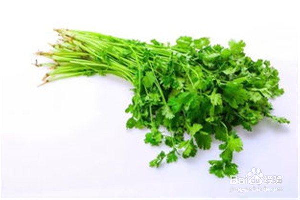如何种植香菜