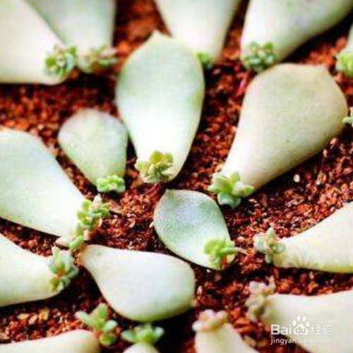 多肉叶插苗移盆步骤有哪些？