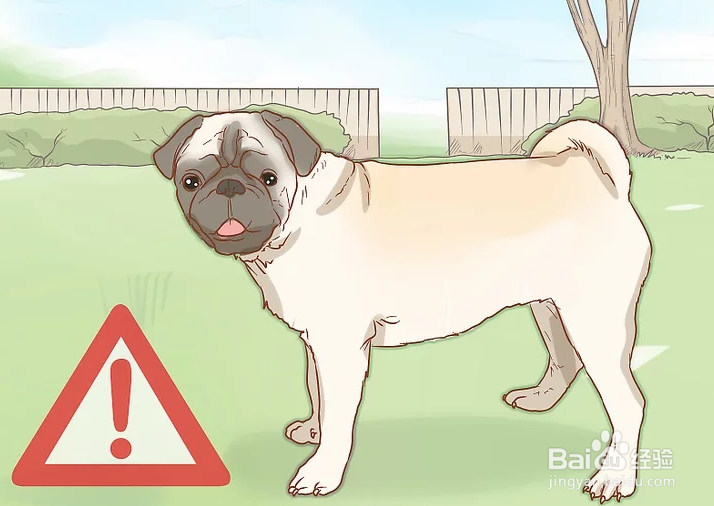 <b>如何预防犬类中暑</b>