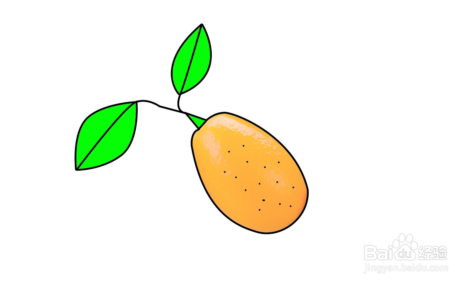 简笔画金橘怎么画