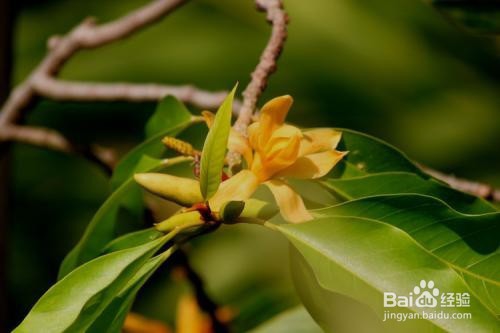 黄兰的养殖方法及注意事项