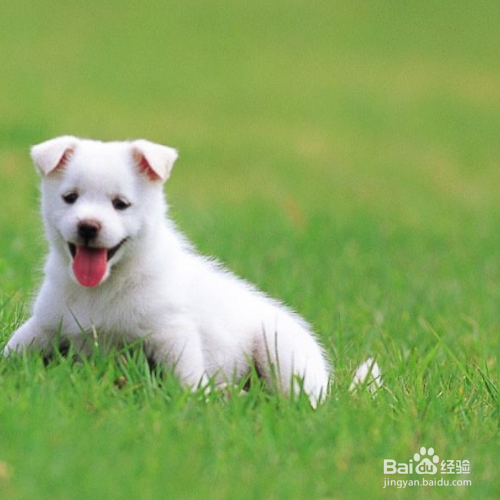 帮狗狗梳毛的正确方法