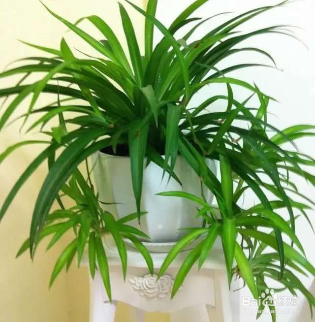 春季换盆，生活垃圾垫盆底，养啥旺啥