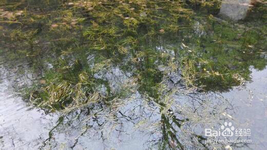 丽江雪季旅游攻略