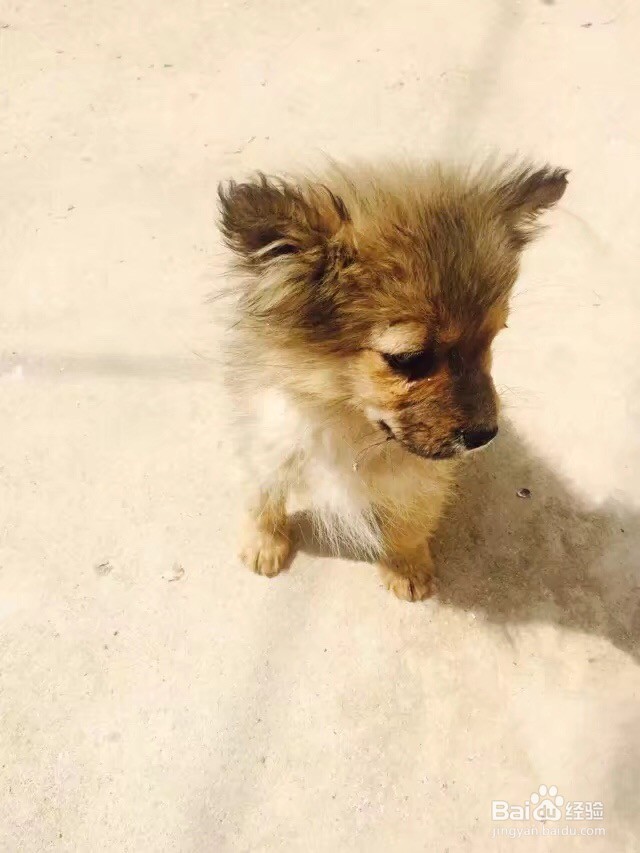 怎样摸狗狗会开心