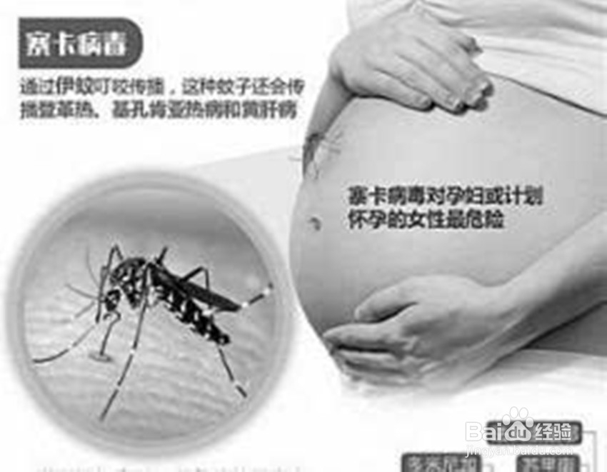 什么是寨卡病毒病