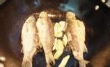 简单美味：鲫鱼汤