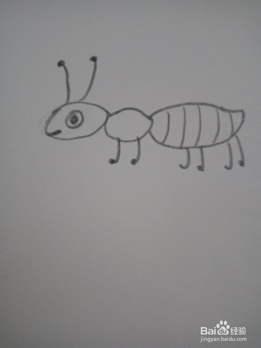 简笔画--小蚂蚁