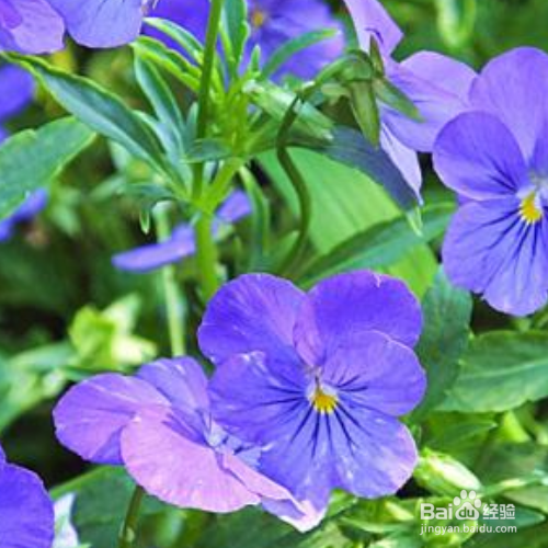 角堇的种植方法