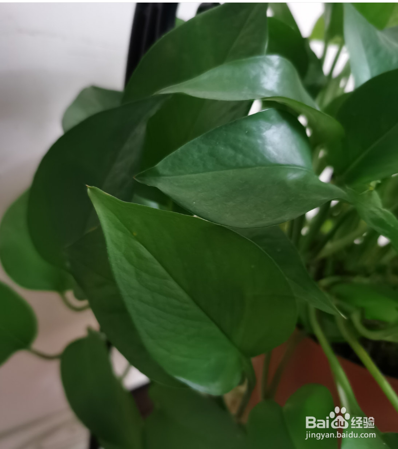 冬天绿萝叶子发黄枯萎怎么补救