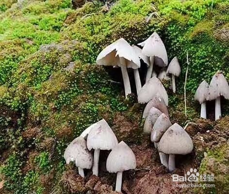 空气能鸡枞菇烘干机黑鸡枞烘干机的烘干效果