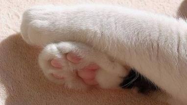 猫足的肉垫有哪三大作用