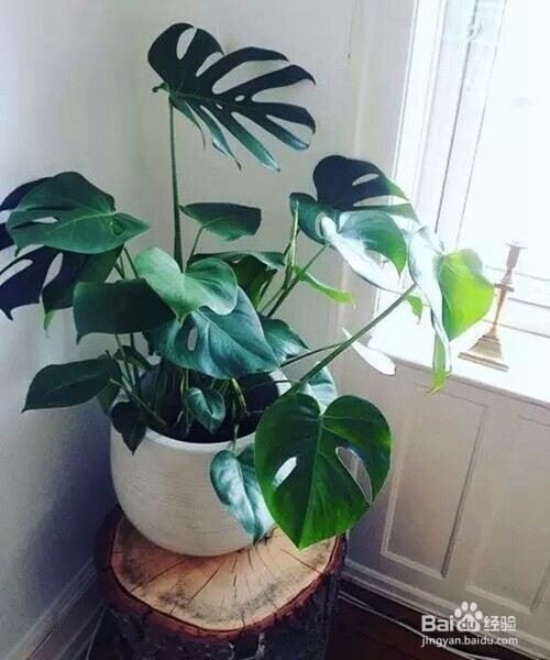 教你室内植物摆放技巧,以及养殖植物技巧