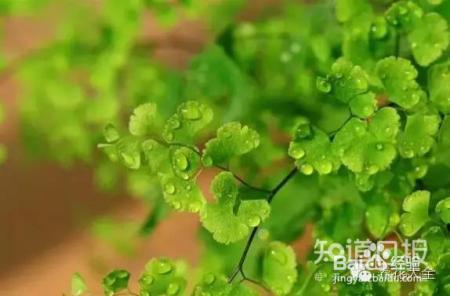 雾霾天,这20种花摆在家里最吸霾!