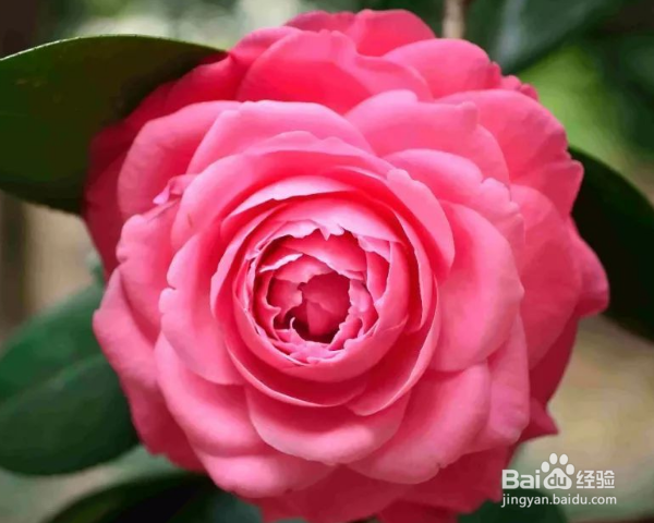 梅茶花怎么养殖