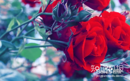 把“求婚玫瑰花炒成酱”来看看真正能吃的花