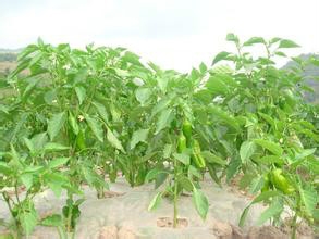 轻松解决便秘问题