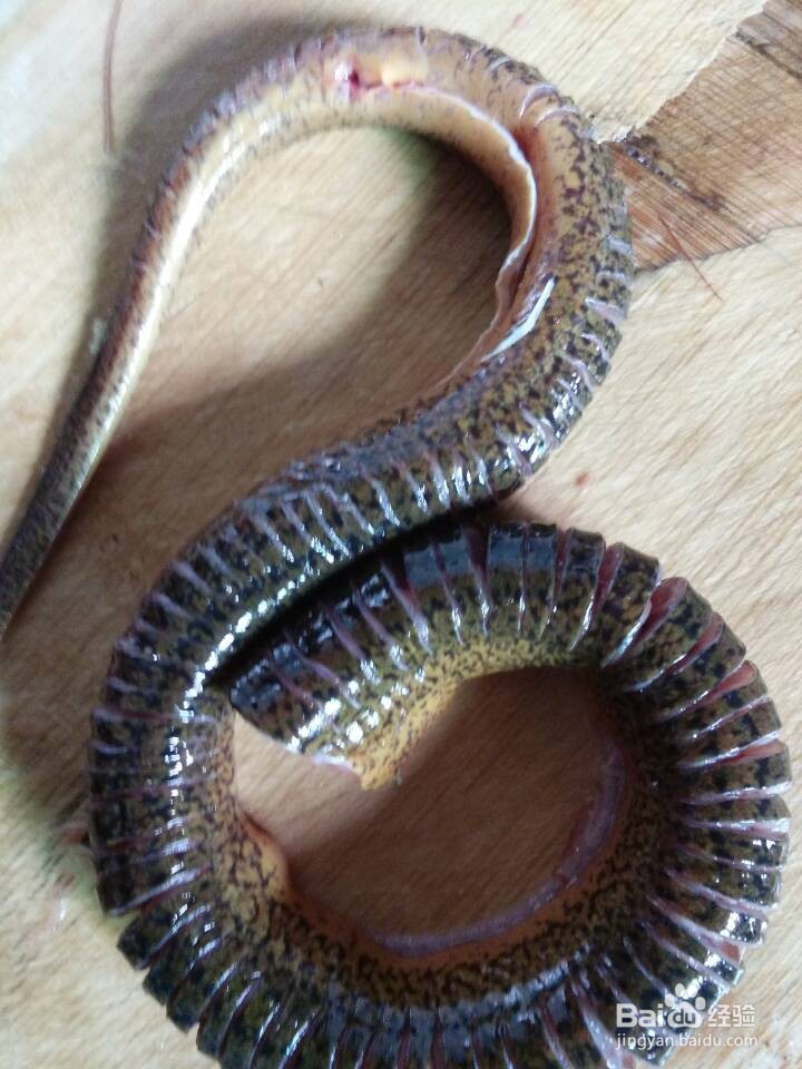 家常茄条鳝鱼煲怎么做