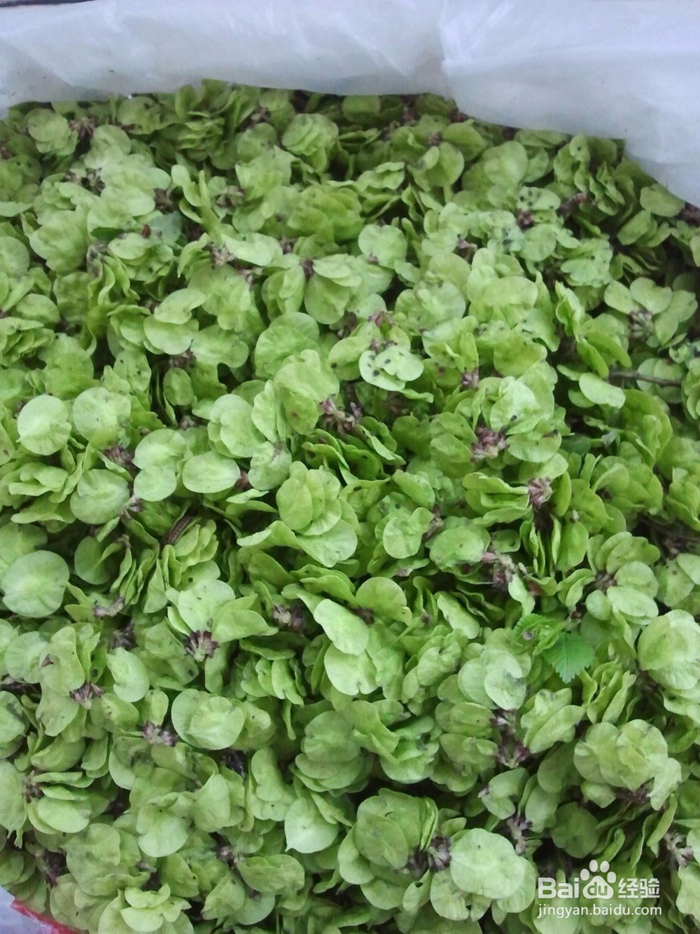 在农村你会做蒸榆钱吗，看图学做一定很好吃